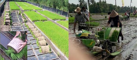 TEKNOLOGI PERSEMAIAN PADI SISTEM DAPOG/TRAY (Mesin Tanam Padi Rice Transplanter)