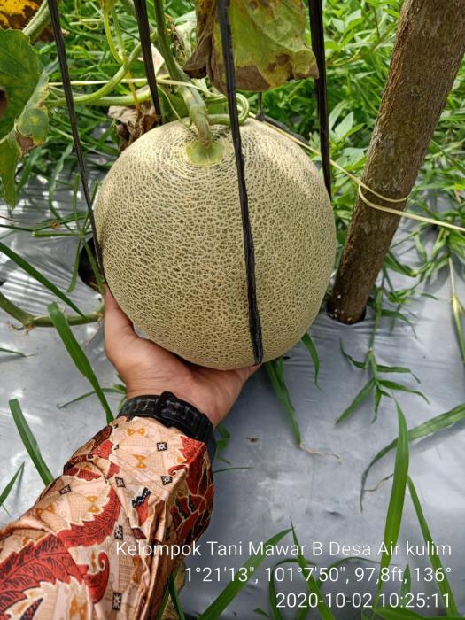 BUDIDAYA MELON