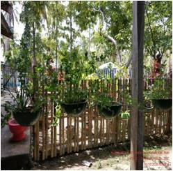 Cara Menanam Seledri dalam Pot Agar Tumbuh Subur, Mudah Dipraktikkan