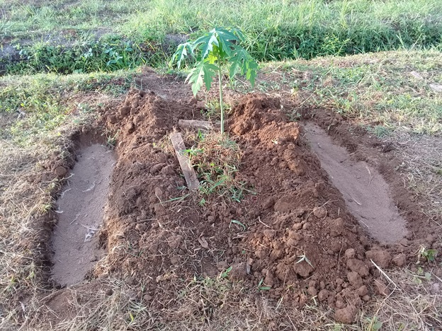 Simplisia Buah Pepaya (Fructus Carica Papaya L)Ã¢â‚¬Â