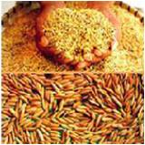 PROSES PANEN DAN PASCA PANEN PADI