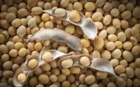 VARIETAS DAN PERBENIHAN EDAMAME SESUAI STANDART OPERASIONAL PROSEDUR (SOP)