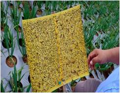 TEKNIS BUDIDAYA BAWANG PUTIH