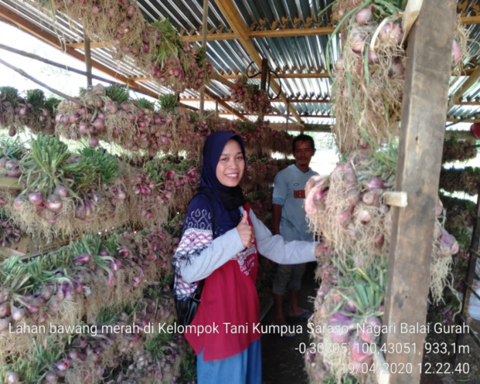 BAWANG MERAH MENJADI PRIMADONA BARU BAGI PETANI AGAM