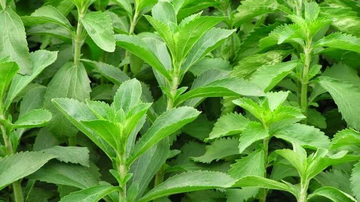 ANTISIPASI KRISIS PANGAN DENGAN  BUDIDYA HORTIKULTURA SISTIM POLIKULTUR  BERBASIS PERTANIAN REGENERATIF