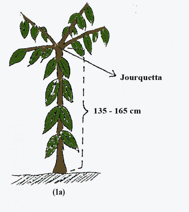 Kepala UPT BPP Dan Penyuluh Pertanian Kec. Rupat Gelar Pelatihan dan Sosialisasi Penanaman Bibit Durian