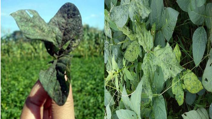 KULTUR TEKNIS SEBAGAI DASAR PENGENDALIAN HAMA KUTU KEBUL Bemisia Tabaci Genn. PADA TANAMAN KEDELAI