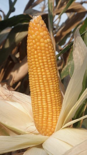 Mengenal Varietas JH - 37