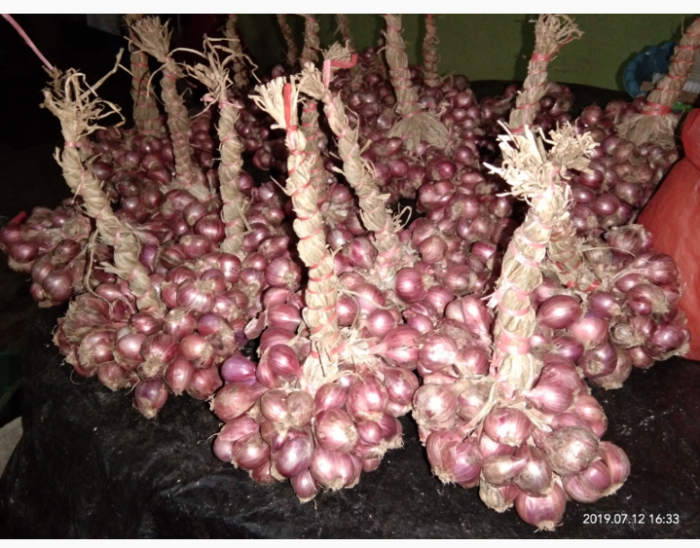 Kegiatan Dalam Berbudidaya Bawang Merah  Spesifik Lokasi