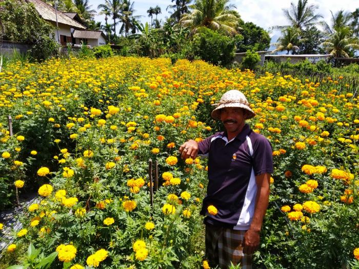 Budidaya Gemitir di Subak Saren