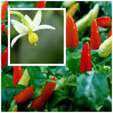 Mau Tau Proses Pembentukan Varietas Hibrida? 