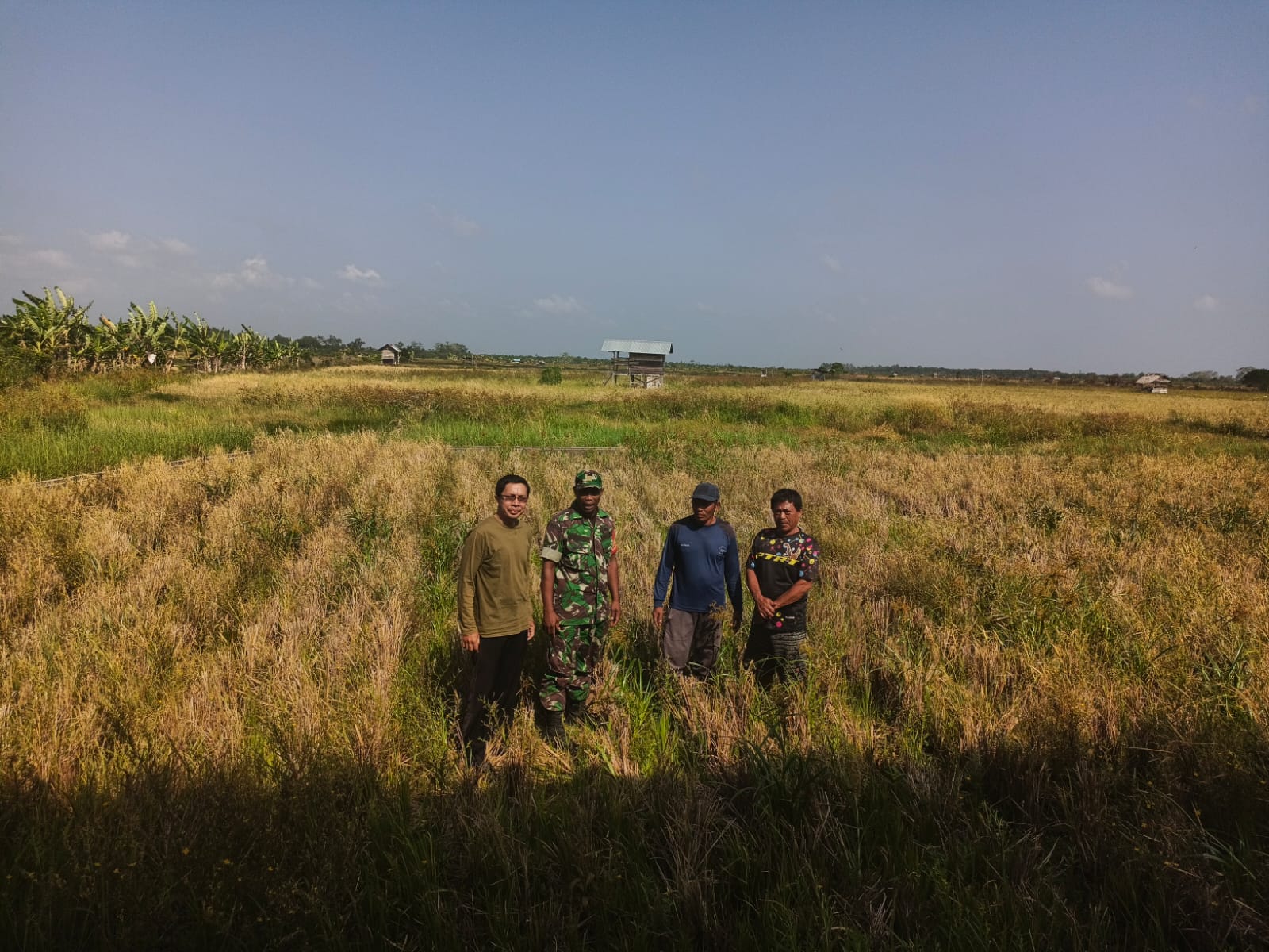Babinsa Koramil 11 Bukit Batu Turun Ke Sawah