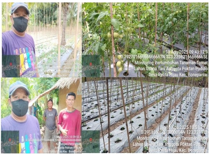 MONITORING PERTUMBUHAN TANAMAN CABAI DAN TOMAT DI KELOMPOK TANI PODULO I DAN POKTAN BUKIT HARAPAN DESA PELITA HIJAU KECAMATAN BONEPANTAI