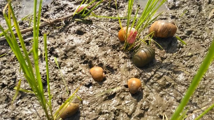 PENGENDALIAN HAMA KEONG EMAS