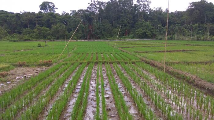 Perlakuan Pupuk Ke 2 Tanaman Padi