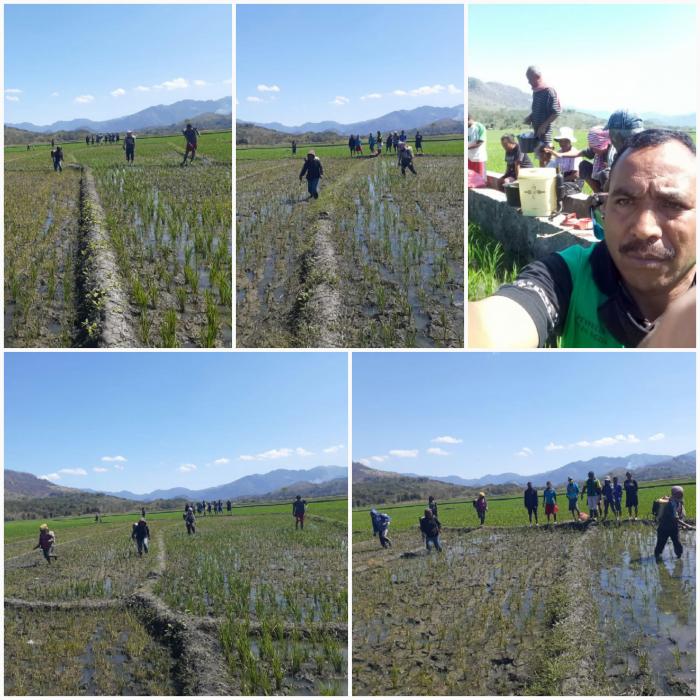 TPL DAN POPT KECAMATAN BAJAWA  UTARA MELAKSANAKAN KEGIATAN GERDAL OPT PADA TANAMAN PADI SAWAH DI POKTAN NUNUWALA DESA ULUWAE