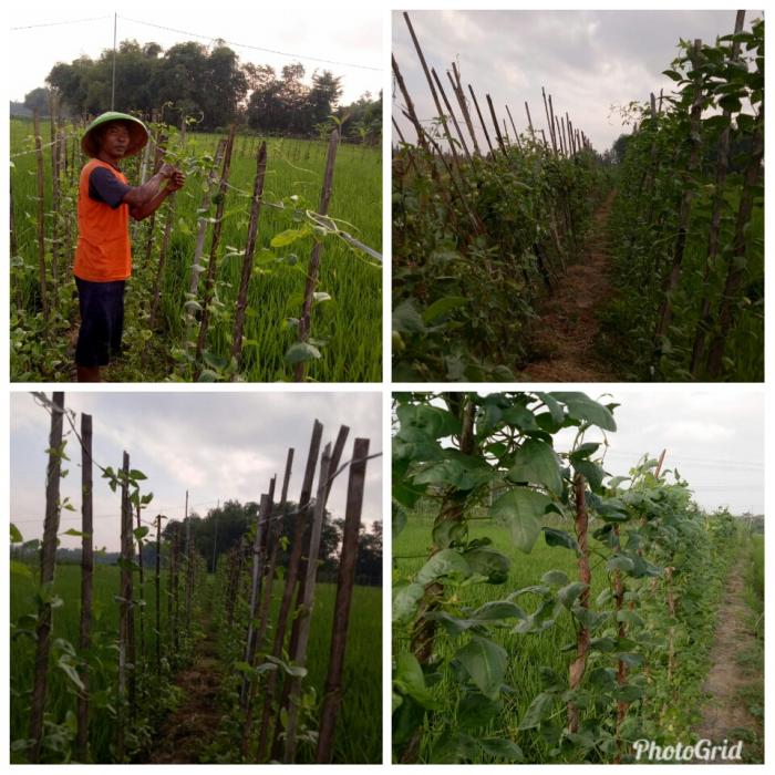 Pemanfaatan pematang sawah