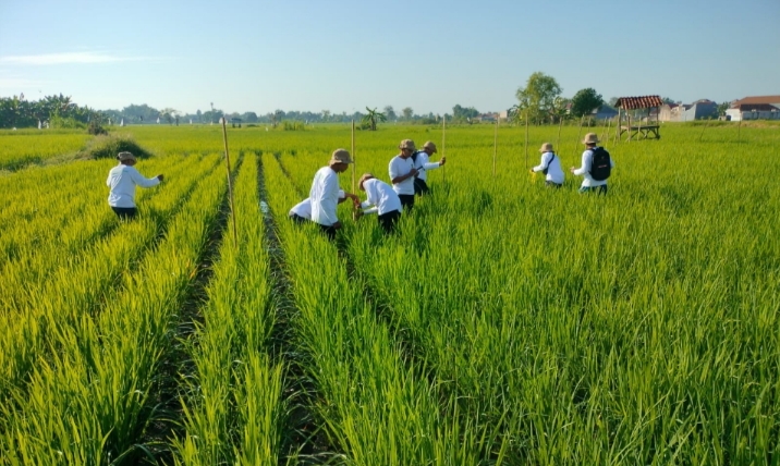 SL PADI 2025, DISAMBUT DENGAN SUKA CITA OLEH PETANI KOTA SUMENEP