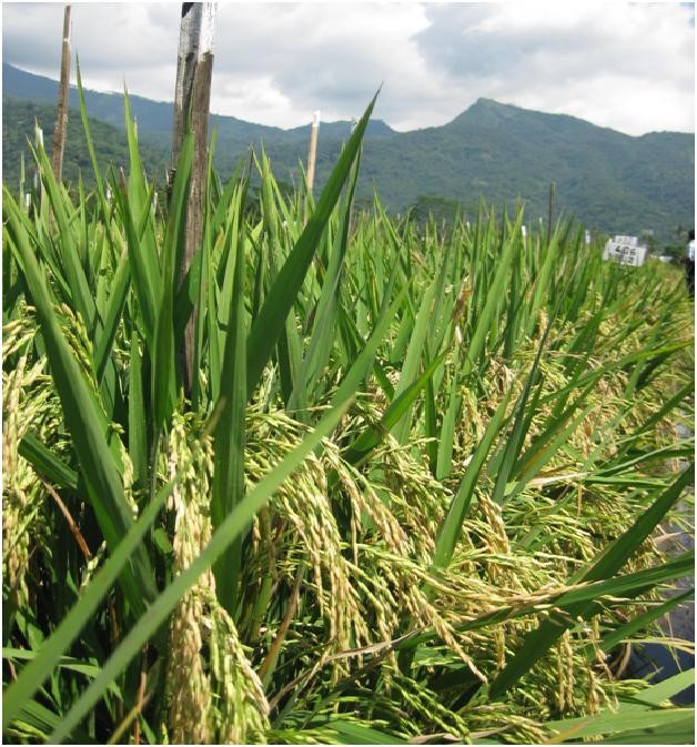 Standar Teknis Produksi Benih Vanili Unggul Bersertifikat 