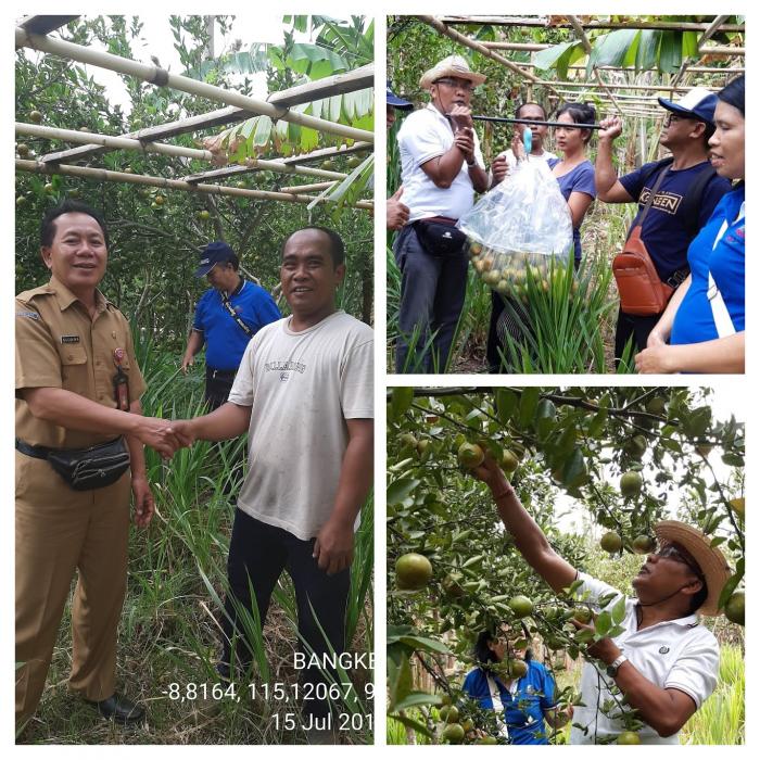 PRODUKSI JERUK BUKIT