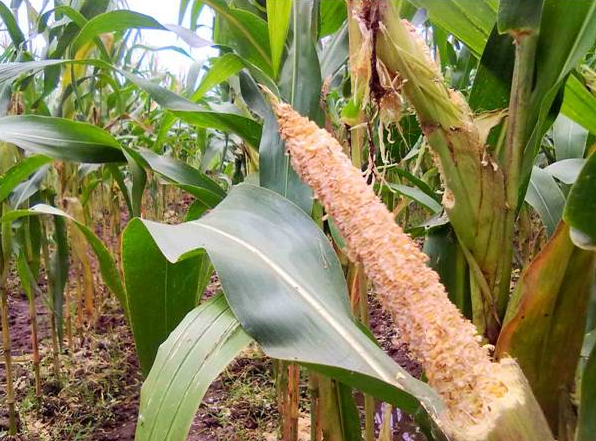 Mengenal (hpt ) Jagung Dan Cara Pengendalianya