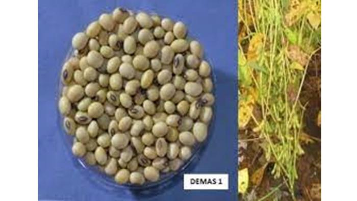 PERBANDINGAN PRODUKTIVITAS VARIETAS KEDELAI DETAP 1 DAN DEMAS 1 PADA LAHAN KERING MASAM