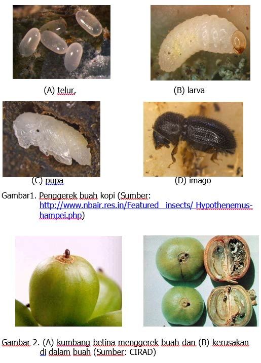 Pengendalian Hama Penggerek Buah Tanaman Kopi