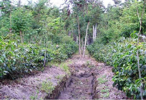 KONSERVASI LAHAN KAKAO DENGAN METODE MEKANIK