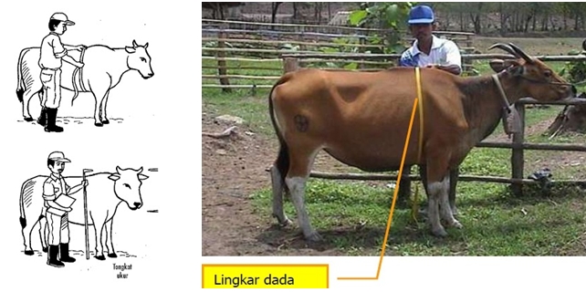 cara mudah menghitung bobot seekor sapi dan cara menghitung karkas sapi
