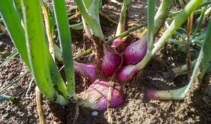 MENGENAL MORFOLOGI BAWANG MERAH (Allium  Ceppa L.)