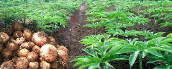 PORANG POTENSI EKONOMI TINGGI