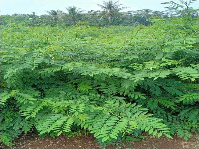 INDIGOFERA SP, SUMBER PROTEIN TERNAK RUMINANSIA