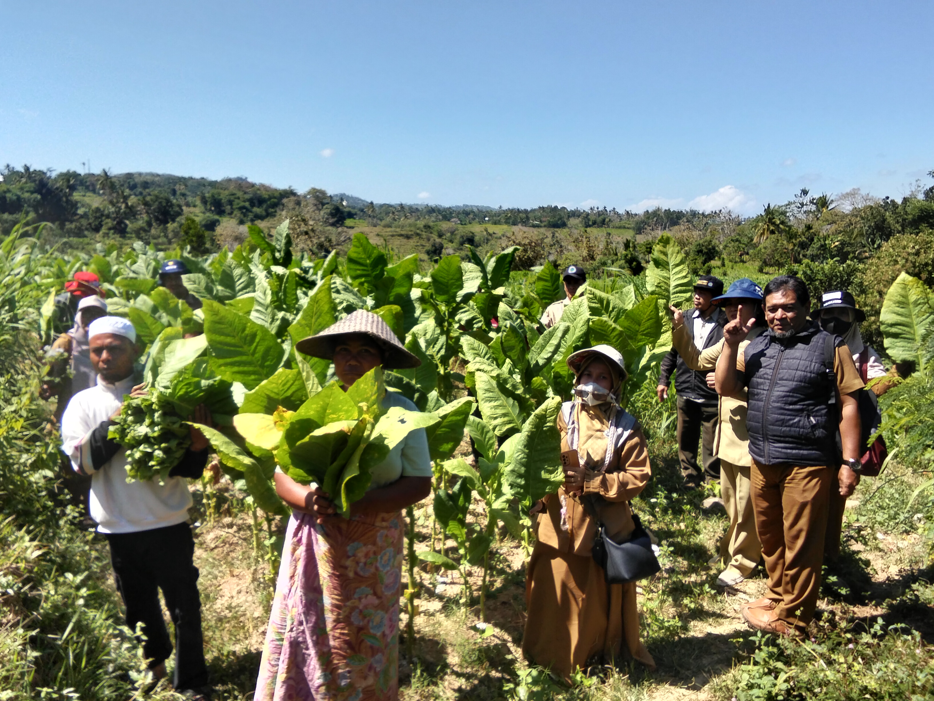Kemitraan Dorong Peningkatan Budidaya Tembakau di Lembar
