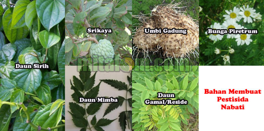 PEMBUATAN PESTISIDA NABATI