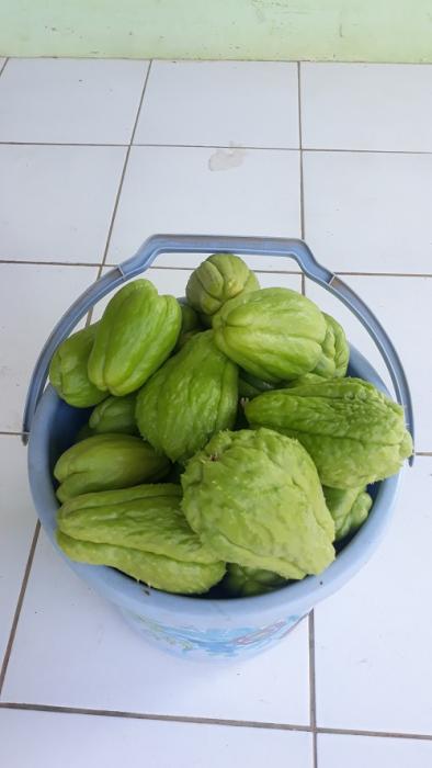 Labu Siam