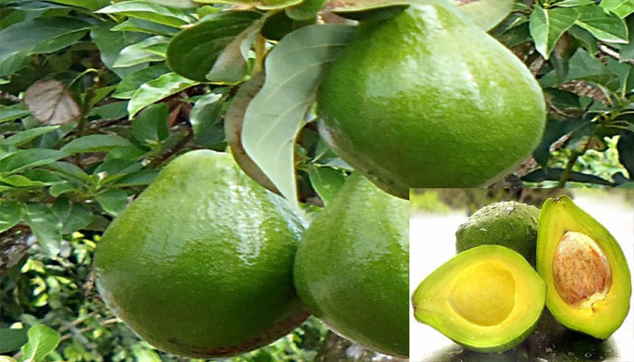 BUDIDAYA ALPUKAT MENTEGA BUAH YANG LAGI NGEHITS