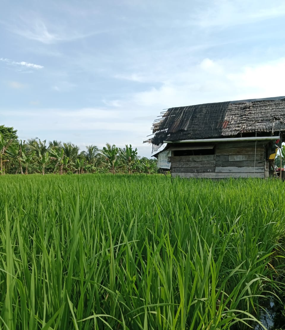 PEMANFAATAN LAHAN, POKTAN SUMBER REZEKI KELURAHAN PERGAM KEC. RUPAT UJI COBA TANAM PADI SAWAH