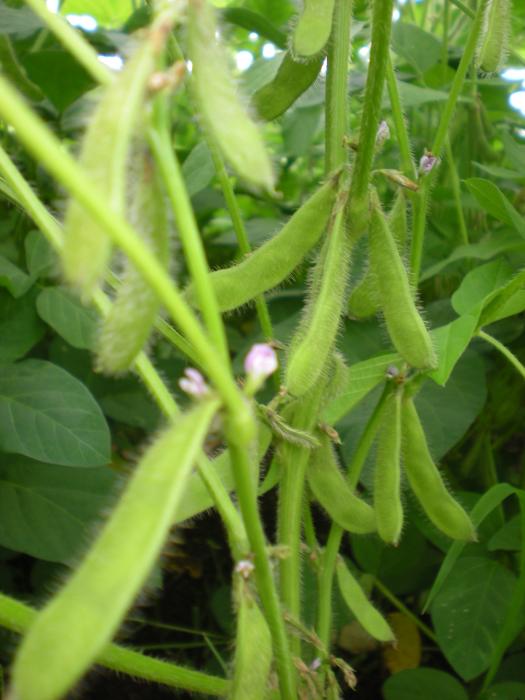 KEHILANGAN HASIL KEDELAI KARENA POLONG PECAH