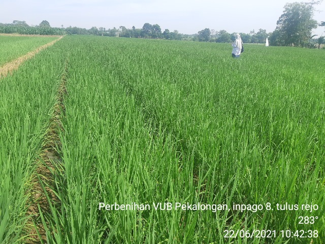 TEKNOLOGI BUDIDAYA PADI JAJAR LEGOWO SUPER YANG MENGUNTUNGKAN