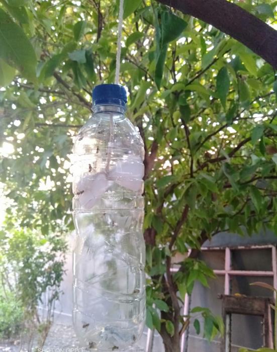 Cara Membuat Perangkap Lalat Buah Yang Sederhana