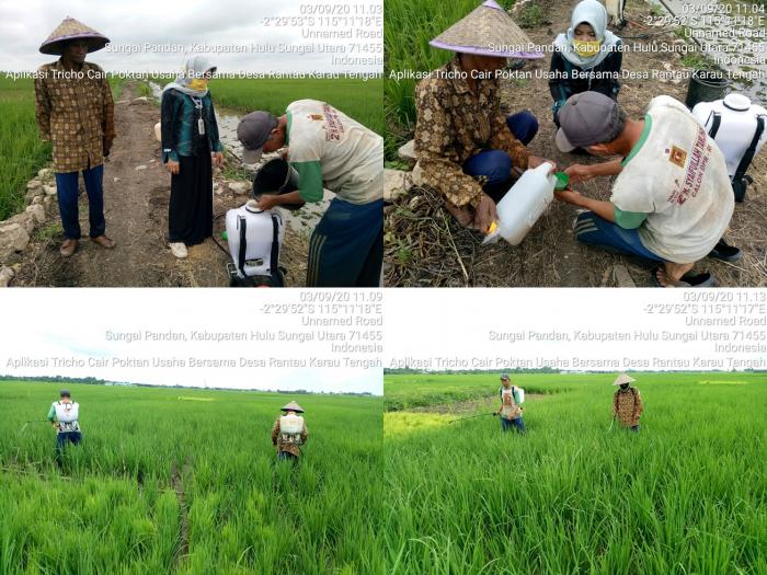 Aplikasi Tricho Cair di Lahan DEMTEK Poktan Usaha Bersama Ds.Rantau Karau Tengah Kec. Sungai Pandan Kab. HSU