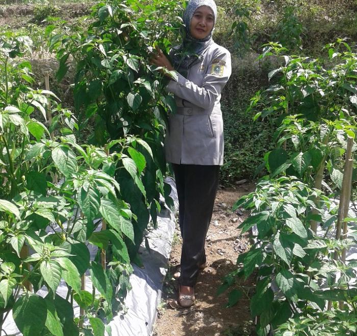 Memanfaatkan Lahan Pekarangan
