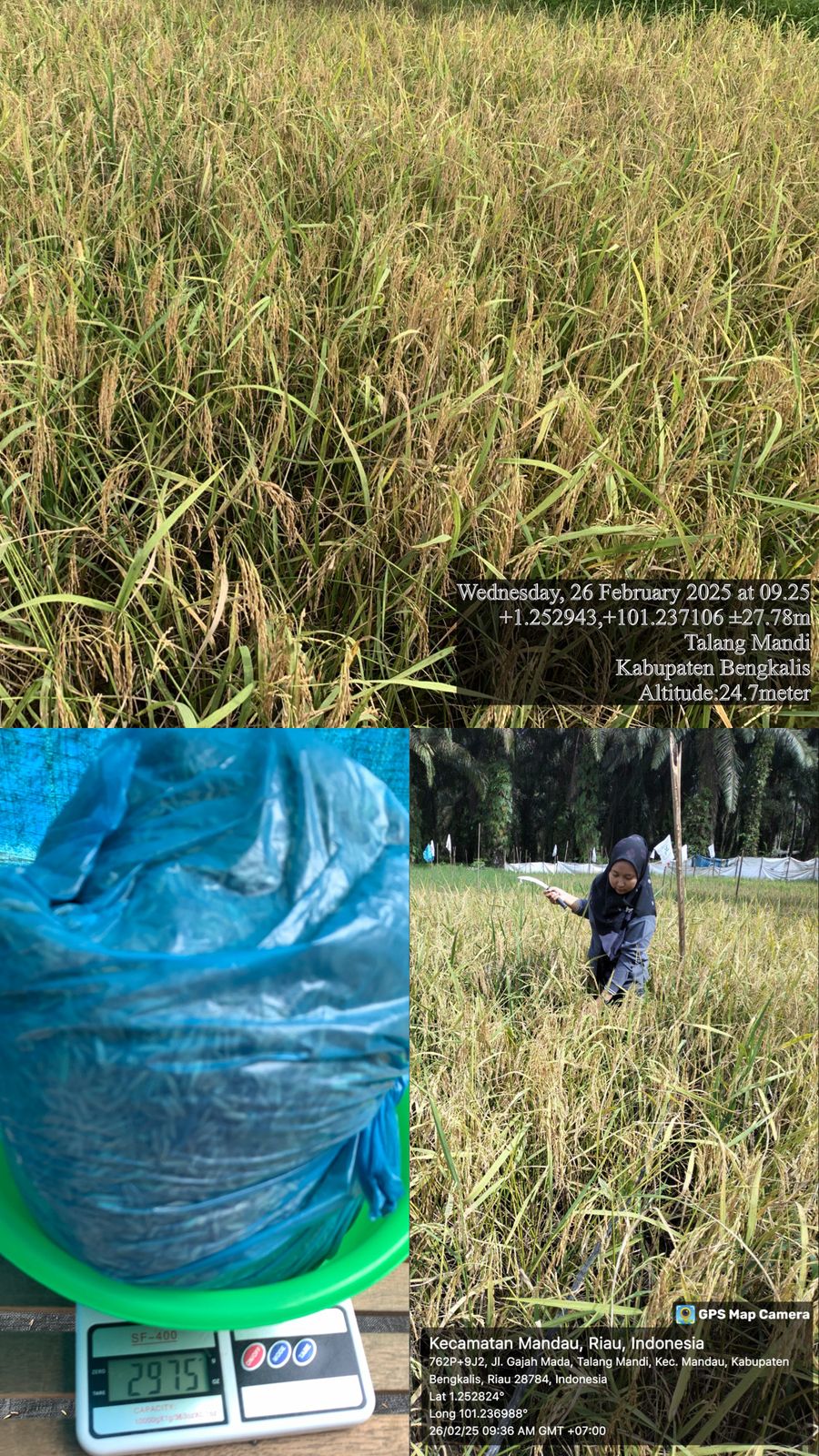 KEGIATAN UBINAN PADI UNTUK MENGHITUNG PERKIRAAN ANGKA PRODUKSI