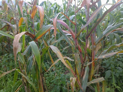 Mengenal Jenis Penyakit Penting Jagung dan Cara Pengendaliannya