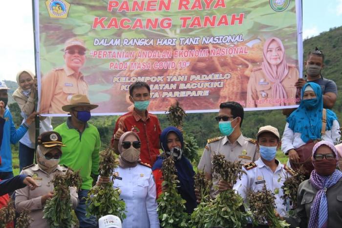 Panen Perdana Kacang Tanah dalam rangka Hari Tani Nasional di Kota Parepare