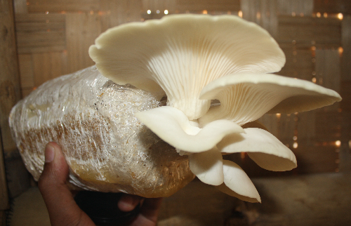 Cara Budidaya Jamur Tiram Untuk Para Pemula