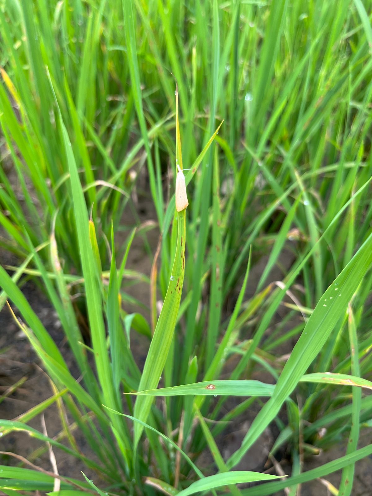 Bukan Sekadar Hama Biasa: Kenali Dan Basmi Pengganggu Padi Sejak Dini