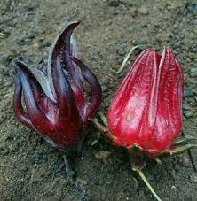 Manfaat Bunga Rosella untuk Kesehatan