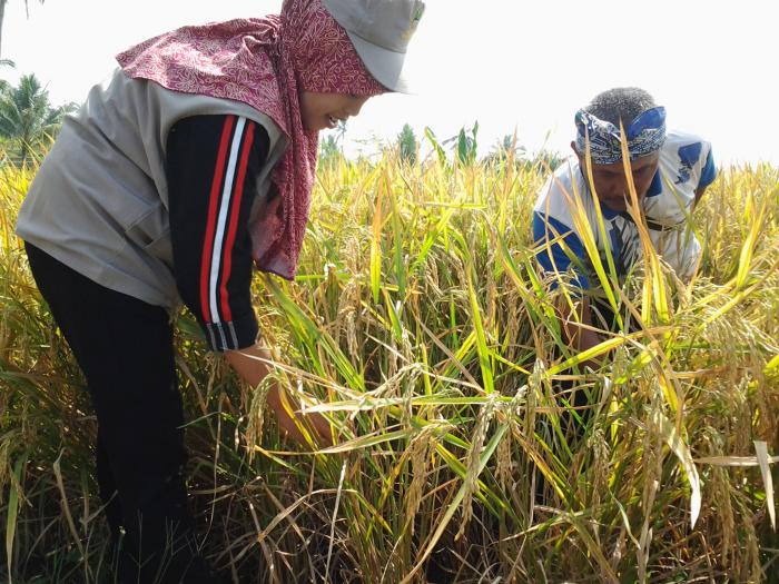 Booster Padi Organik