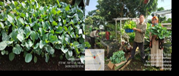 Manfaat dan Morfologi Tanaman Kailan